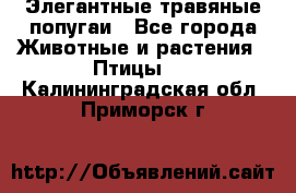 Элегантные травяные попугаи - Все города Животные и растения » Птицы   . Калининградская обл.,Приморск г.